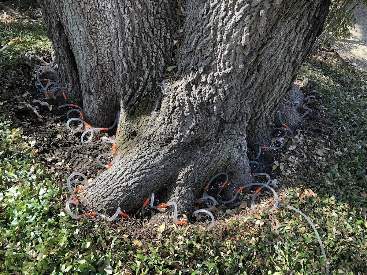 Detailed Tree Cabling and Bracing job site in Citronelle